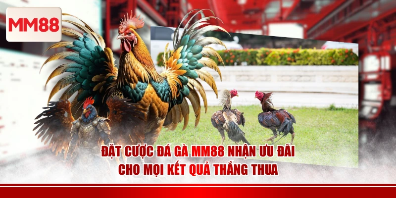 Đặt cược đá gà MM88 nhận ưu đãi cho mọi kết quả thắng thua
